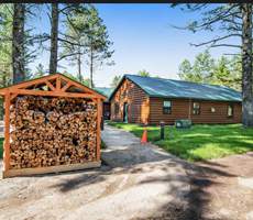 Raccoon wood view